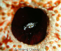 Saw a sea cucumber opening and closing its anus, and look... by Pheng Chong 